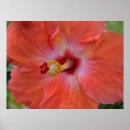 Suche nach tropische flora poster Natur