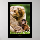 Suche nach nicht meine affen poster Familie