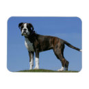 Suche nach monate magnete Kopfschuss