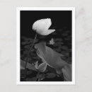 Suche nach knospen postkarten Blume