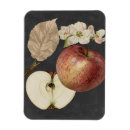 Suche nach ii magnete Botanisch