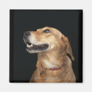 Suche nach goldener labrador magnete Tiere