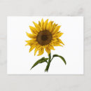 Suche nach sonne blumen postkarten Glücklich