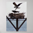 Suche nach vogel fotos poster Tierphotographie