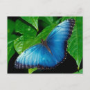 Suche nach blauer morpho schmetterling postkarten Schmetterlinge