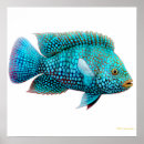 Suche nach cichlids Aquarium