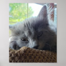 Suche nach cat hair poster Kitten