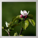 Suche nach rosa apfelblüten poster Elegant