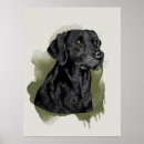 Suche nach schwarzes labrador retriever poster Schwarzer lab