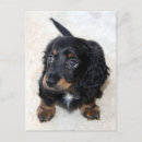 Suche nach hundewelpen postkarten Schwarz