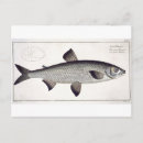 Suche nach salmo poster Leben