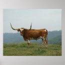 Suche nach longhorn poster Rind