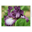 Suche nach schwertlilien postkarten Lila