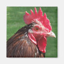 Suche nach rooster magnete Vogelvogel