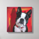 Suche nach boston terrier leinwandbilder Welpe