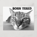 Suche nach lustiges katzen foto postkarten Tiere