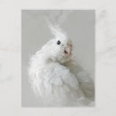 Suche nach weißer vogel postkarten Bunt
