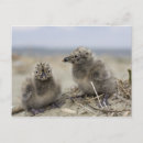 Suche nach küken spaß postkarten Hühner