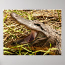 Suche nach amerikanischer alligator poster Amerikanische alligatorin