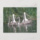 Suche nach swans postkarten Bezaubernd