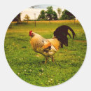 Suche nach bunter hahn aufkleber Huhn