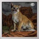Suche nach cougar poster Tiere