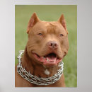 Suche nach american staffordshire terrier poster Grubenbulle