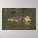 Suche nach gans poster Fotografie