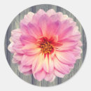 Suche nach zinnia aufkleber Botanisch