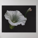 Suche nach weiße blume auf schwarzem hintergrund poster Für sie