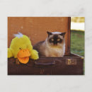 Suche nach funny cat postkarten Tier