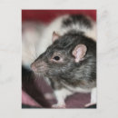 Suche nach rats postkarten Nagetier