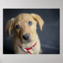 Suche nach labrador hunde poster Welpe