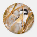 Suche nach singvögel magnete Wildvogel