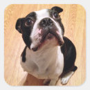 Suche nach boston terrier aufkleber Haustiere