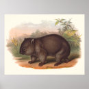 Suche nach wombats poster Tiere