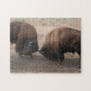 Suche nach amerikanischer puzzle Wild lebende tiere
