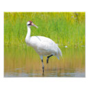 Suche nach wenden auf poster Vogelvogel