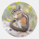 Suche nach chipmunk aufkleber Nagetier
