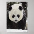 Suche nach giant poster Tiere