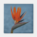 Suche nach paradiesvogel magnete Fotografie