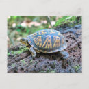 Suche nach schildkröte postkarten Überquerung