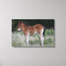 Suche nach fohlen poster leinwandbilder Stehend