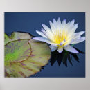 Suche nach wasser lilien poster Weiß