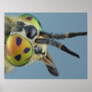 Suche nach blauer hintergrund poster Insekt