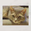 Suche nach amerikanische katze postkarten Kitty