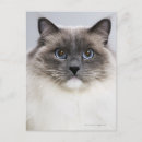 Suche nach ragdoll postkarten Katzenliebhaber