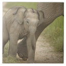 Suche nach asiatischer elefant fliesen Wildtiere