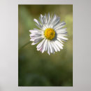 Suche nach margeriten poster Blumig