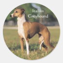 Suche nach italienischer windhund aufkleber Hunde